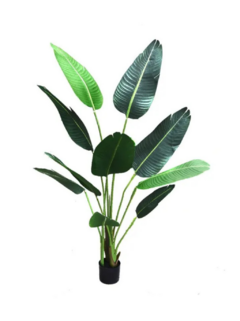 Planta Madagascar 1.60