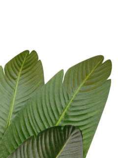 Planta Madagascar 1.60 - comprar online