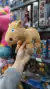 Peluche La Granja de Zenón Nacional Suave y Coleccionable Infantil en internet