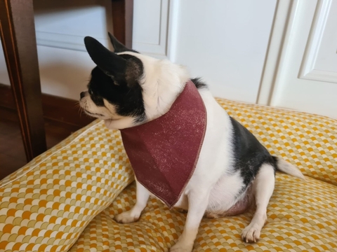 Bandana Vinho lisa DolceDogg