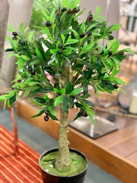 OLIVA Europea