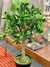 OLIVA Europea