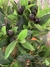OLIVA Europea - comprar online