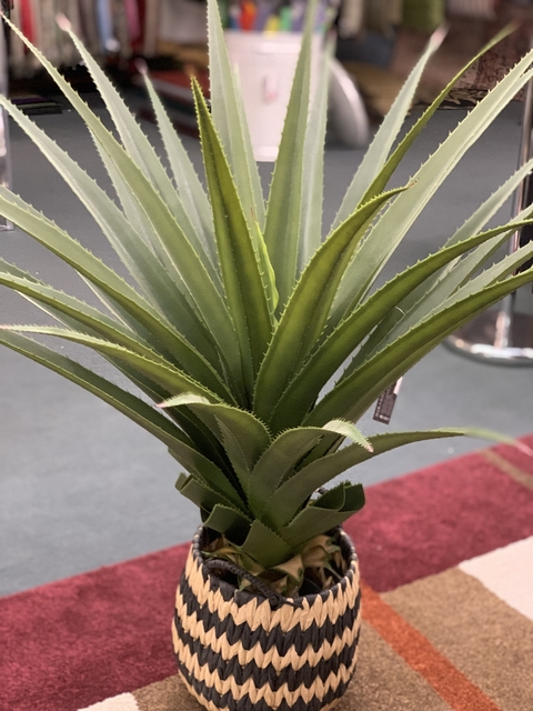 PLANTA ALOE VERA