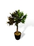 Árbol Olivo