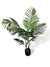 Areca