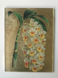 Orquidea nº4