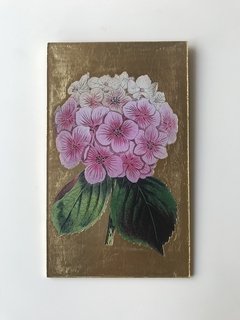 Hortensia rosa