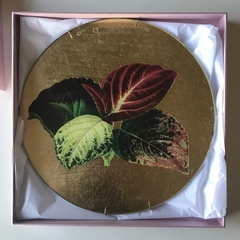Coleus blumei - comprar online
