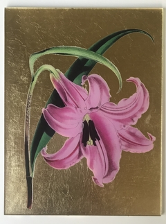 Lirio Rosa