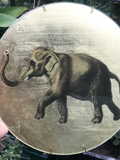 Elefante