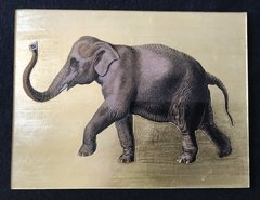 Elefante