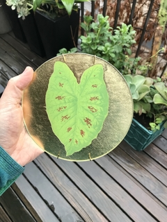 Hoja verde nº14