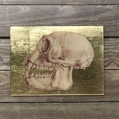 Calavera no chilla