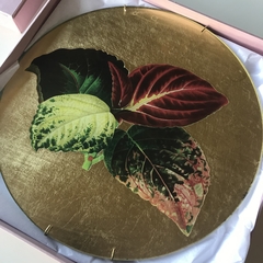 Coleus blumei