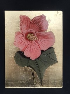 Hibiscus rosa