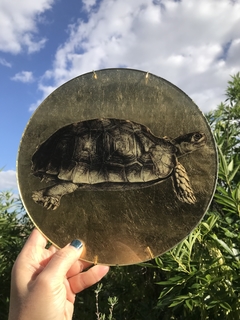 Tortuga ByN