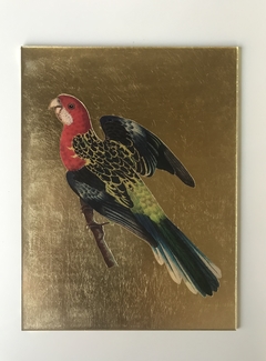 Loro azul y rojo