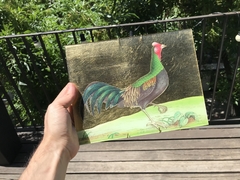 Gallo