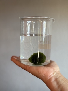 Marimo - bolinha de alga - COM POTINHO DE VIDRO na internet