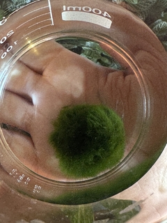 Marimo - bolinha de alga - COM POTINHO DE VIDRO - loja online