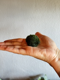 Marimo - bolinha de alga - COM POTINHO DE VIDRO - Selva Urbana