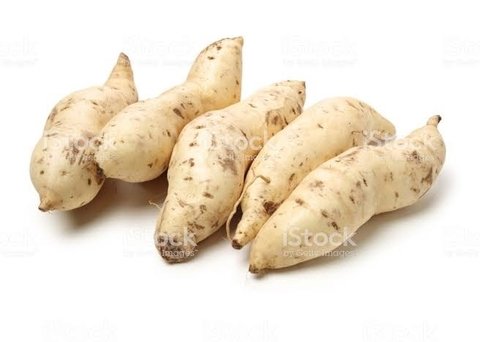 CAMOTE BLANCO