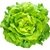 LECHUGA FRANCESA
