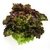 LECHUGA SANGRÍA