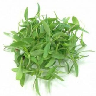 BROTE CILANTRO domo