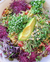 BROTES o MICROGREENS domo - comprar en línea