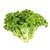 LECHUGA ESCAROLA