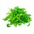 ARUGULA BABY