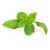 ALBAHACA ITALIANA