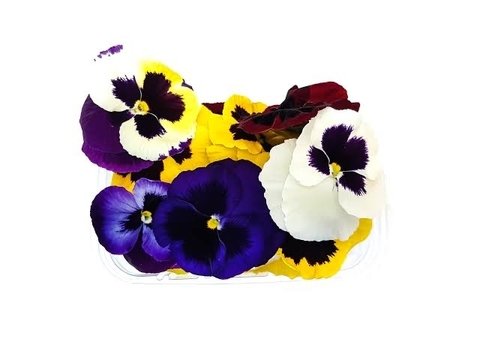 FLORES COMESTIBLES PENSAMIENTO domo