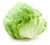 LECHUGA ROMANA