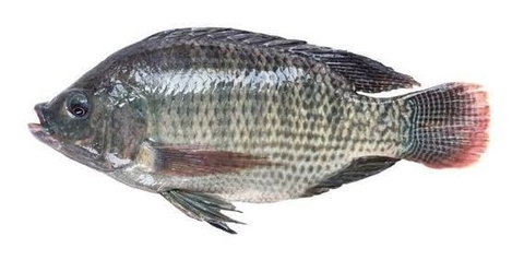 MOJARRA ENTERA precio por kilo