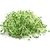GERMEN DE ALFALFA