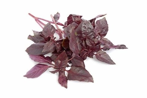 ALBAHACA MORADA