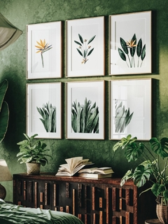 Print Strelitzia Reginae Flores - comprar online