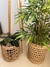 PLANTA bamboo - tienda online