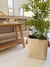 PLANTA bamboo en internet