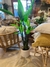 planta streliza - comprar online