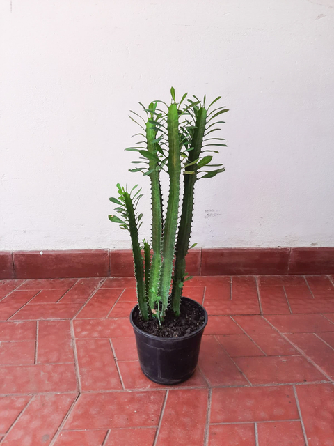Euphorbia Trigona - comprar online