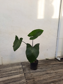 alocasia black - comprar online