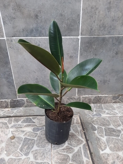 Ficus Gomero - comprar online