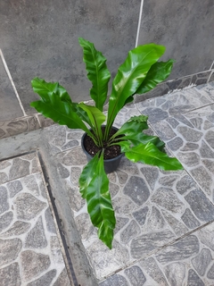 asplenium nido - comprar online
