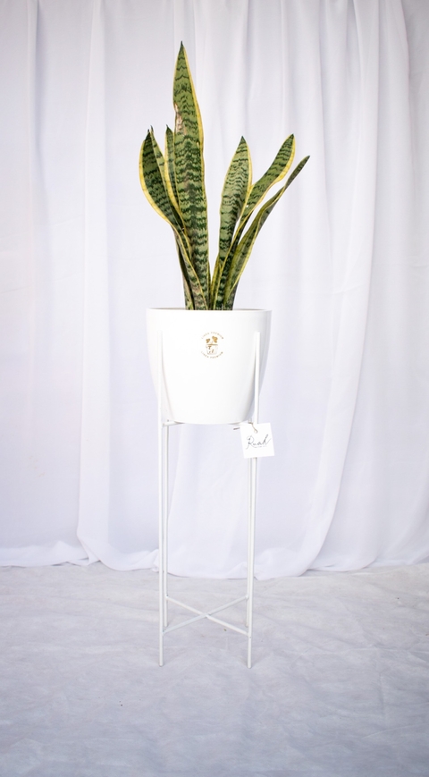 Portamaceta Glory con planta