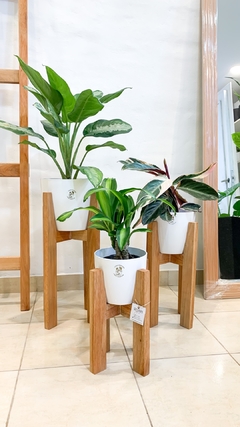 Trio bet eucalipto sin plantas