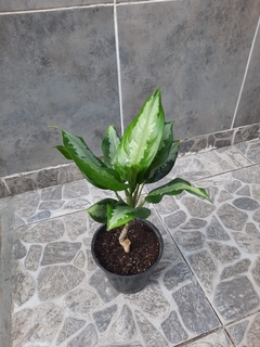 Aglaonema - tienda online